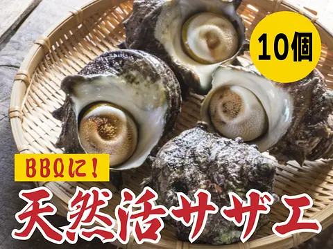 【冷凍便限定】【業務用】サザエ（さざえ）（大）100g～120g×10ヶ 